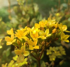 A cluster of small yellow flowers from the Kalanchoe 'Yellow' 6" Pot is in focus, with green foliage softly blurred in the background.