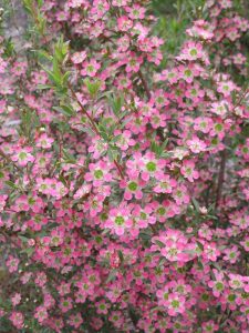 Syzygium 'Crimson Lights' Lilly Pilly is a dense shrub with narrow, pointed leaves and clusters of small pink flowers with green centers. Available in a 6" pot.
