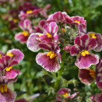 Close-up of vibrant maroon and white flowers with yellow centers, surrounded by green foliage.
