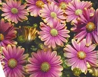A cluster of Osteospermum 'Purple Sun' African Daisy showcases daisy-like flowers in vivid bloom, featuring vibrant petals and eye-catching centers.