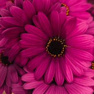 Close-up of vibrant magenta daisy flowers with dark centers and yellow-ringed edges, showing detailed petals and clustered arrangement.