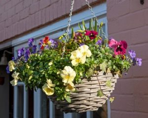 A hanging basket filled with Pansy (Copy) flowers and lush green foliage is displayed outside against a pink brick wall.