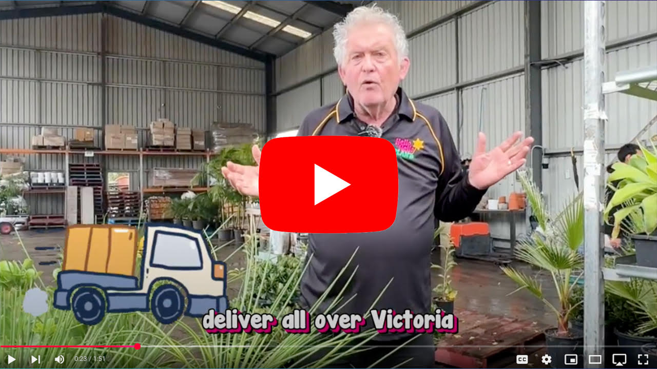 An older man stands in a plant nursery, gesturing with raised hands. Text and a truck graphic indicate plant delivery service across Victoria.