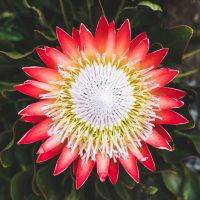 A top-down view of the Protea ‘Honeyglow’ in a 6" pot, showing red-tipped petals, a textured white center, and green leaves.