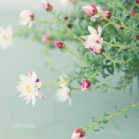 A close-up of Rhodanthe 'Paper Baby' Everlasting Daisy flowers with white and pink blooms, green stems and leaves, displayed in a 6" pot against a soft light green background.
