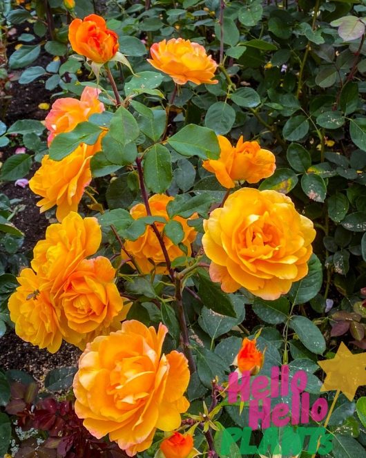 A cluster of blooming yellow-orange Rose 'Magic Sunset' Bush Form with green leaves in a garden, with the text "Hello Hello PLANTS" overlayed in the bottom right corner.