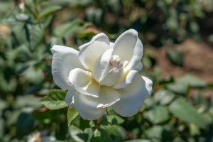 A close-up of a white Rose 'Sundance' 3ft Standard (Bare Rooted) in full bloom with green leaves and blurred foliage in the background—perfect for adding elegance to your garden, just like the popular original Sundance variety.