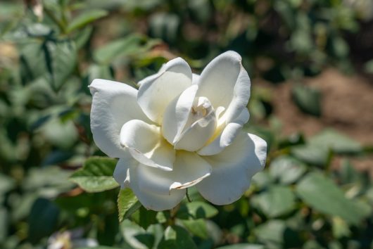 A close-up of a white Rose 'Sundance' 3ft Standard (Bare Rooted) in full bloom with green leaves and blurred foliage in the background—perfect for adding elegance to your garden, just like the popular original Sundance variety.