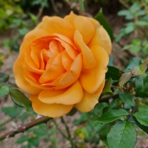 A close-up of the Rose 'Sundance' 3ft Standard (Bare Rooted) in bloom, its vibrant petals highlighted among lush green leaves—ideal for those seeking a striking bare rooted rose.