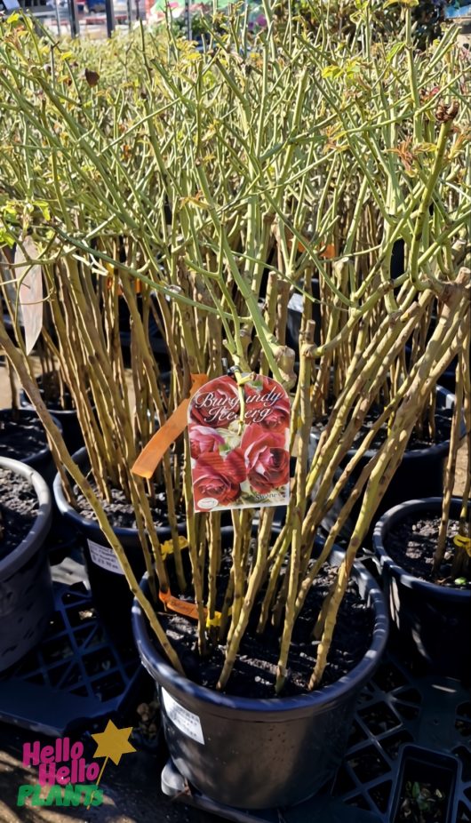 A potted bare rooted Rose 'Burgundy Iceberg' 3ft Standard, labeled "Brindabella Roses," is on display at a nursery with a "Hello Hello Plants" sign visible in the bottom left corner.