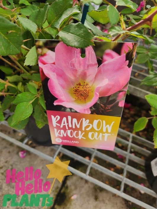 A plant tag labeled "Rose 'Blushing Knockout®' Bush Rose" with a pink rose photo is attached to the bush. The Hello Hello PLANTS store logo appears in the corner, styled like a Blushing Knockout rose label.