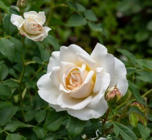 A Rose 'Megan Louise' Bush Form in full bloom is accompanied by a smaller rose and a bud, all set against lush green leaves.