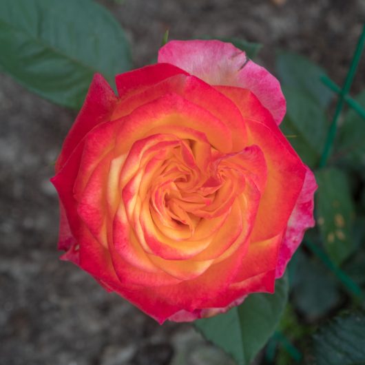 A close-up of Rose 'Paul Cezzane®' Delbard Bush Form, featuring yellow petals with red-edged tips, lush green leaves, and a softly blurred natural background.