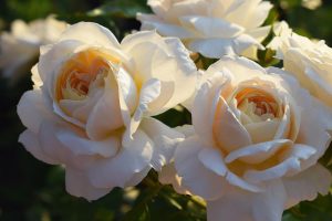 Close-up of three blooming white roses with soft yellow centers in sunlight, surrounded by green foliage in the background.