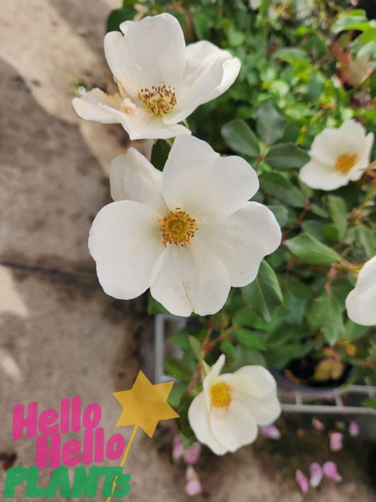 Close-up of Rose 'White Knockout®' Bush Rose flowers with yellow centers blooming on a leafy green plant. Text "Hello Hello PLANTS" is shown in the lower left corner.