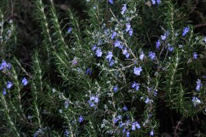 Dense green Rosemary ‘Silverwood’ Prostrate bushes with small light purple-blue flowers among needle-like leaves, available in an 8” pot.