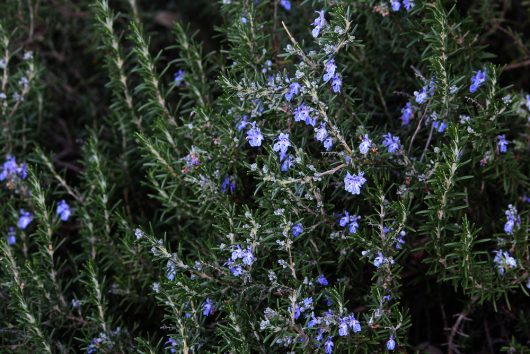 Dense green Rosemary ‘Silverwood’ Prostrate bushes with small light purple-blue flowers among needle-like leaves, available in an 8” pot.