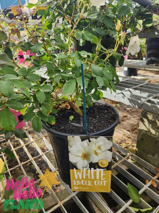 A Rose 'White Knockout®' Bush Rose with its label is displayed on a metal shelf in a garden center.