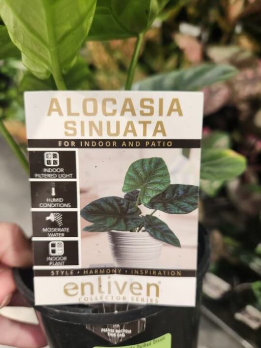 Alocasia sinuata ‘Quilted Dreams’ 5” Pot thrives indoors or on patios with filtered light, humidity, and moderate watering—perfect for adding lush greenery to your space.