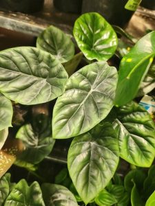 Close-up of lush, green Alocasia sinuata ‘Quilted Dreams’ leaves with striking veins and a waxy shine, clustered attractively—perfect for your space in a 5” pot.