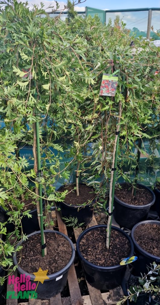 Several Grevillea 'GaudiChaudii' plants in 16" pots with wooden stakes stand on a wooden pallet inside a greenhouse. The "Hello Hello Plants" logo appears in the lower left corner.