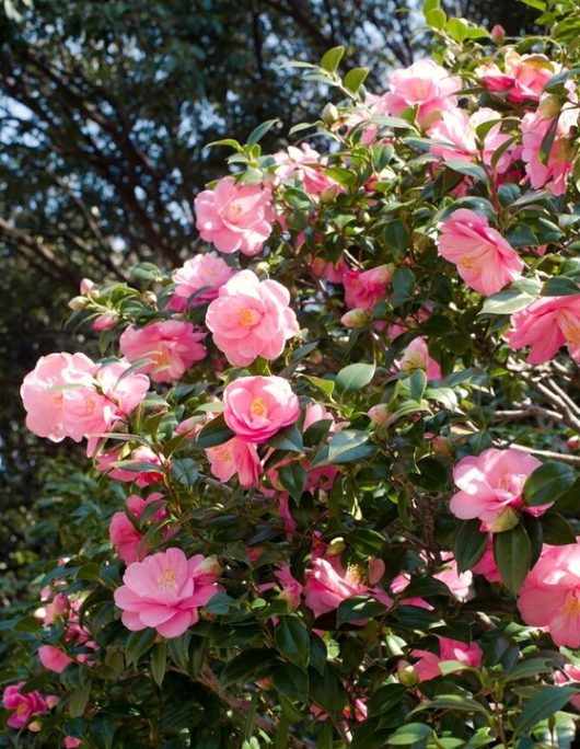 A bush with numerous pink camellia flowers in bloom, surrounded by dense green leaves, with sunlight shining through and trees in the background.