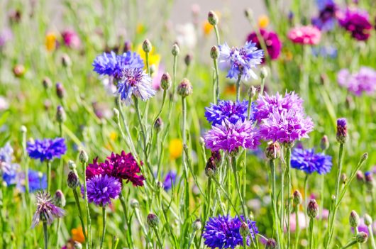 A close-up view of Cornflower 'Mix' in a 4" Pot displays vibrant purple, blue, and magenta blooms among lush green stems and buds—ideal for brightening up any garden.