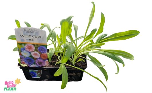 The Cornflower 'Mix' 4" Pot comes as young plants in a black plastic tray, each labeled with images of colorful blooming cornflowers.
