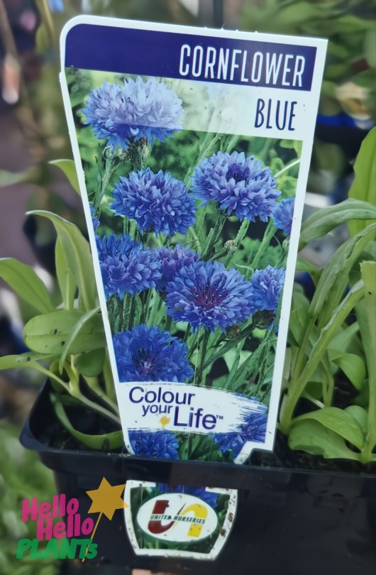 A plant label for Cornflower 'Blue' 4" Pot features vibrant blue blooms, lush green leaves, and the Hello Hello Plants logo.