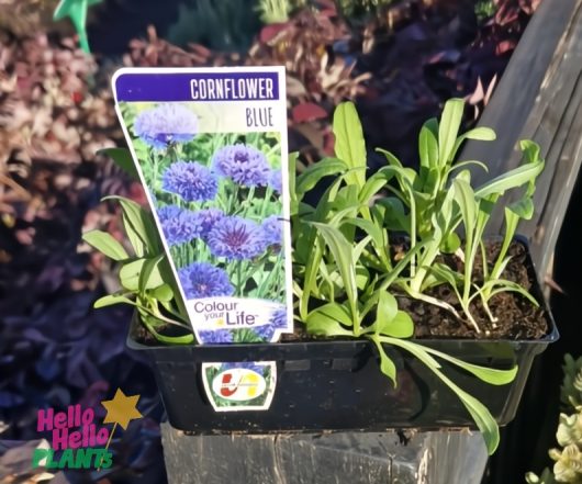 A 4" pot of Cornflower 'Blue' seedlings comes with a label showing mature blue blooms and the name "Cornflower 'Blue' 4" Pot.