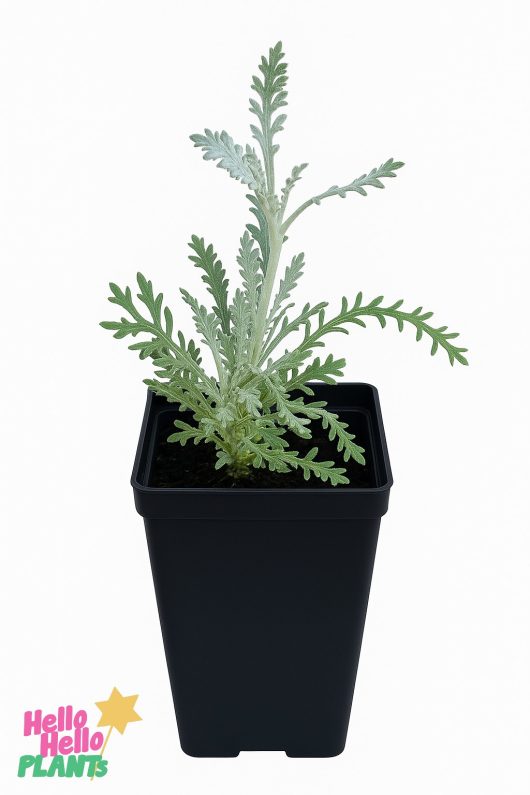 A Santolina 'Cotton Lavender' plant with silvery-green leaves is shown in a black 2" plastic pot against a white background.