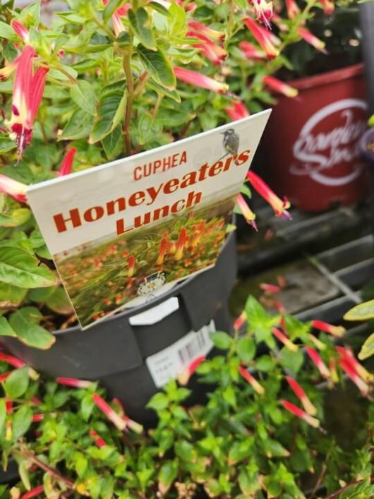 Cuphea ‘Honey Eaters Delight’ in a 6” pot features slender red flowers and vibrant green foliage.
