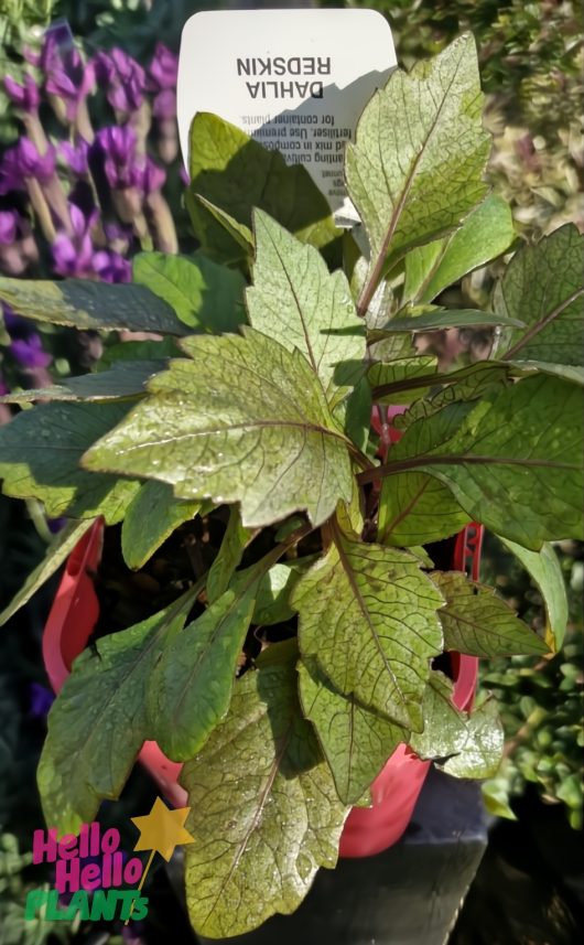 A potted plant labeled "Dahlia Redskin" with green, serrated leaves, displayed outdoors in a red pot. "Hello Hello Plants" logo visible in the lower left corner.