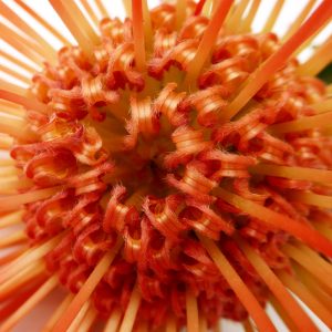 Close-up of a Protea ‘Cream Mink’ in a 6" pot, featuring tightly packed, curved petals radiating outward from the center.