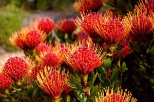 Leucospermum ‘So® Exquisite’ in a 6" pot features vivid orange and red pincushion protea blooms with long, thin petals and green foliage, perfect for outdoor displays.