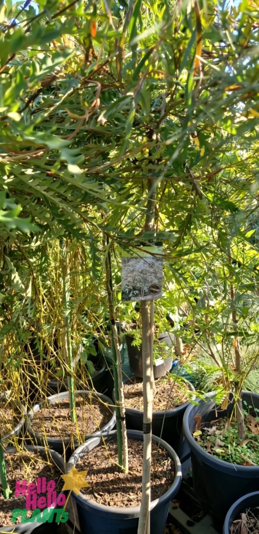Grevillea 'Fanfare™' 16" Pot (Standard) featuring long, narrow green leaves and a plant tag, displayed among other potted plants outdoors.