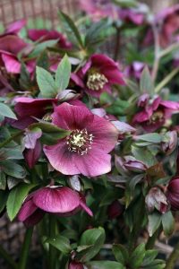 Helleborus 'Ice Breaker Ruby' Hellebore in a 7" pot features clusters of deep purple flowers and green leaves, perfect for outdoor garden settings.