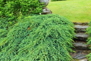 Juniperus ‘Himalayan/Flaky’ Juniper in 8” pots forms dense green shrubs spreading beside a stone path with steps, surrounded by grass and other plants in a landscaped garden.