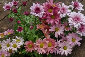 Chrysanthemum 'Mix' 6" Pot features a blend of pink and light purple blooms with green leaves, beautifully arranged on a wooden surface.