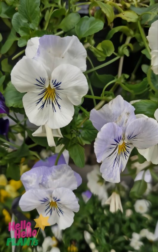 Close-up of white and pale purple Pansy and Viola Assorted (Hanging Baskets) flowers with green leaves in the background. The "Hello Hello PLANTS" logo is visible in the lower left corner.