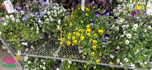 A metal display rack holds Pansy and Viola Assorted (Hanging Baskets) in various colors—yellow, white, purple, and blue—at a plant store.