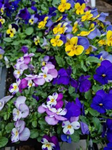 Pansy 'Swiss Giants' 4" Pot features vibrant flowers in purple, blue, yellow, and white shades, growing closely together—perfect for adding color to your garden bed.