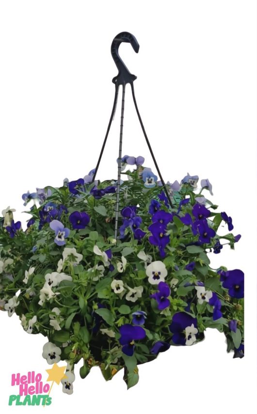 Pansy and Viola Assorted (Hanging Baskets) filled with blooming flowers in purple, blue, and white shades, displayed with a black plastic hook against a white background.