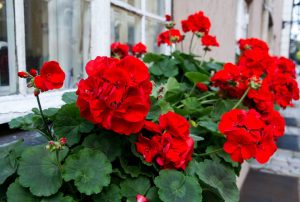 Pelargonium 'Red' Geranium in a 6” pot features vivid red blooms and lush green leaves, perfect for brightening a window box beside a white-framed window.