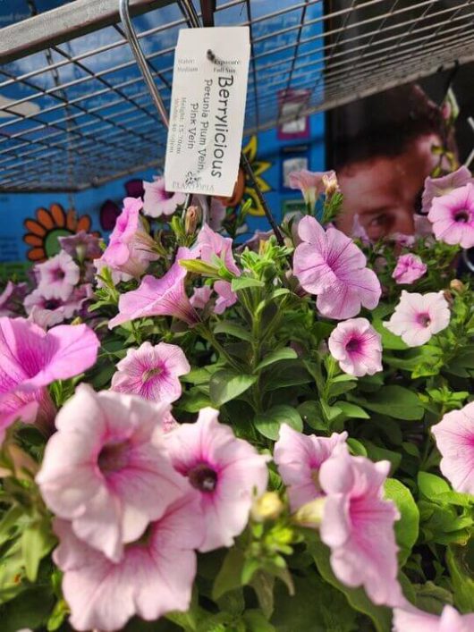 A cluster of Petunia ‘Coral Sea’ blooms in a 10” hanging basket sits on a shelf at the garden center, surrounded by colorful displays.