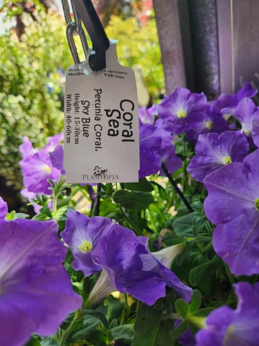 A close-up of Petunia ‘Coral Sea’ flowers in a 10” hanging basket, with a white tag reading "Coral Sea, Petunia Coral, PSKY Blue, Height 15-38cm, Width 40-46cm, Full Sun.
