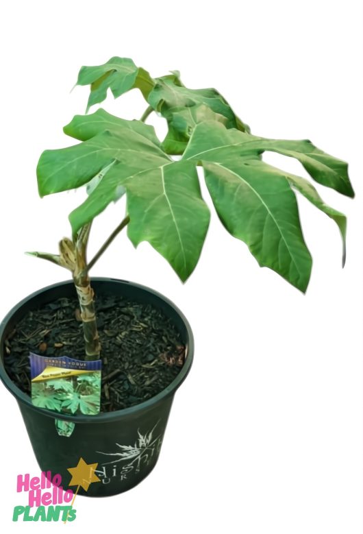 Tetrapanax 'Rice Paper Plant' in a 10" pot, featuring large lobed leaves, set in a black plastic container with nursery label and mulch on the soil.