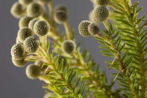 Close-up of Berzelia 'Buttonbush Rose' in a 6" pot, featuring pine-like green branches with round, textured light green buds against a neutral background.
