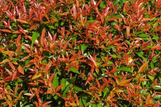 Syzygium 'Crimson Lights' Lilly Pilly 6" Pot features dense foliage with red and green leaves, where new growth appears among mature leaves. Sunlight enhances the vibrant colors of this eye-catching plant.