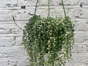 The Senecio ‘String of Pearls’ Variegated 8″ (Hanging Basket) features trailing, bead-like leaves that cascade gracefully against a white brick wall.
